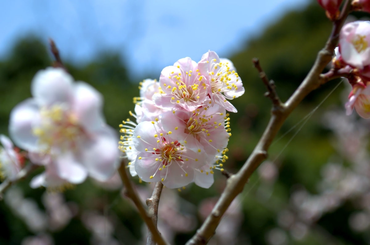 f:id:m00611108:20220319141835j:plain