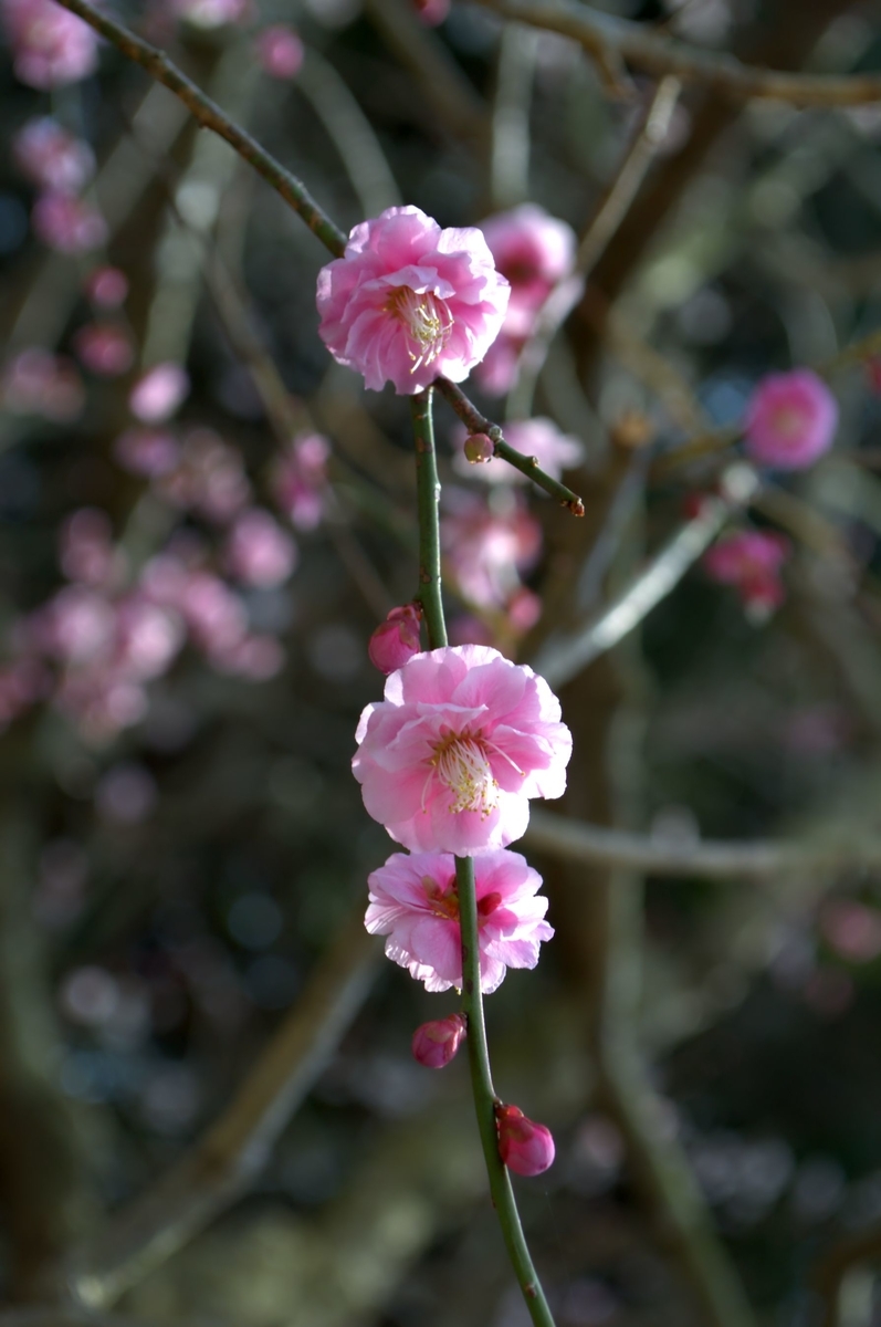 f:id:m00611108:20220319142926j:plain