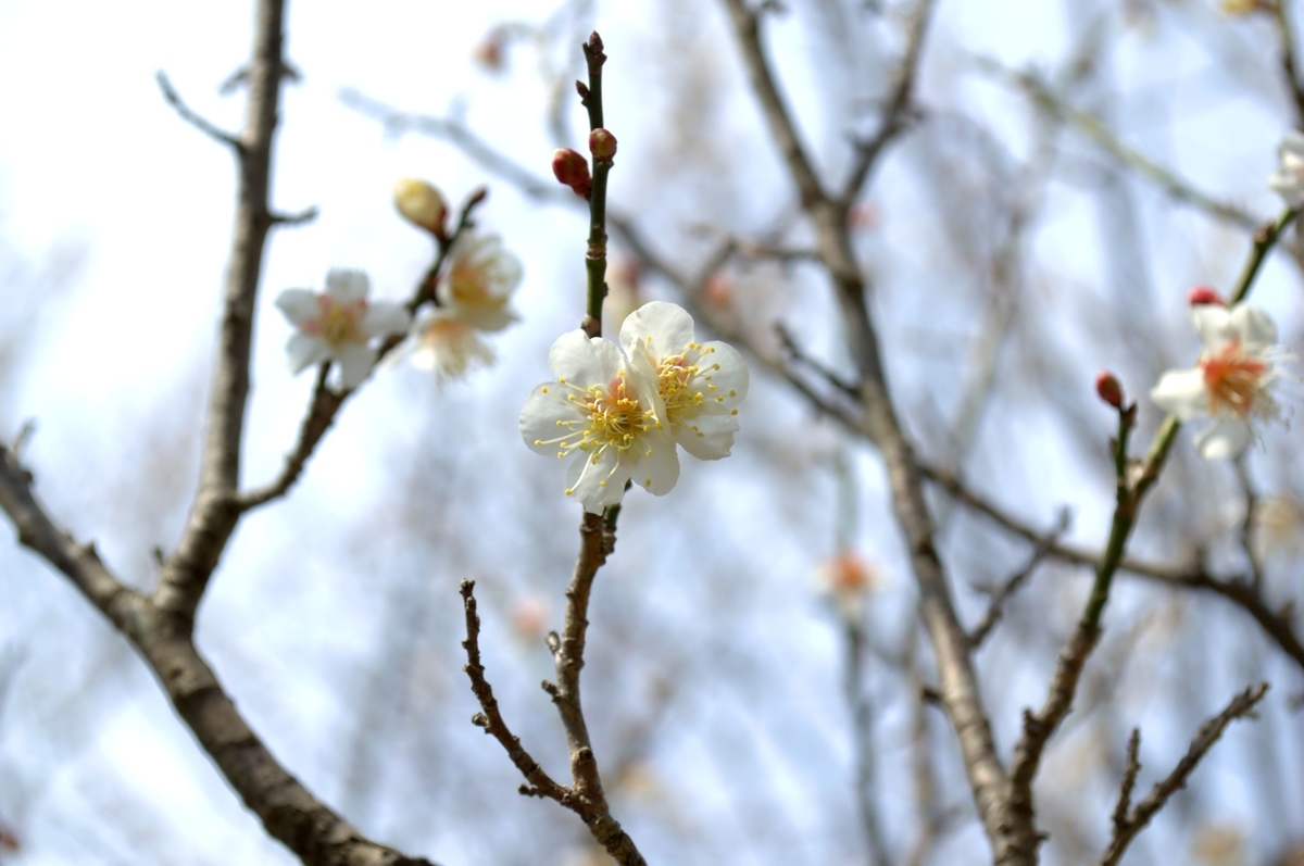 f:id:m00611108:20220319143132j:plain