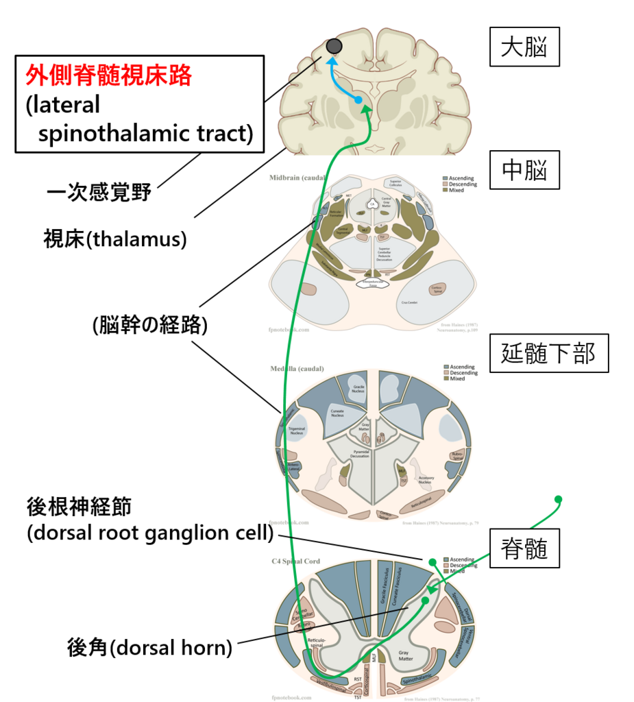 臨床実習攻略!! 感覚障害のレポートの書き方(๑╹ω╹๑ ) - すなリハブログ