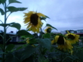 20100416013735
