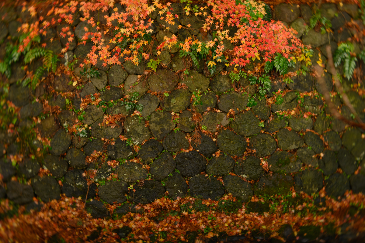 f:id:m2photoCLUB:20211203005648j:plain