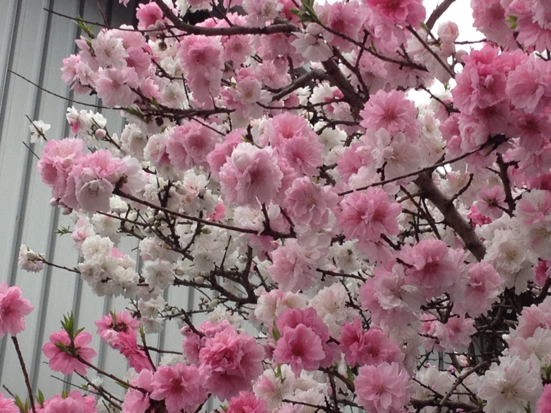 f:id:m3785com:20130331082643j:plain