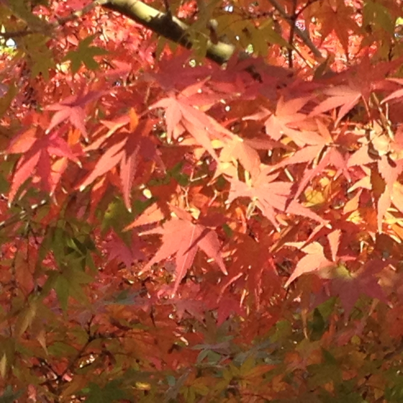 f:id:m3785com:20131124113123j:plain