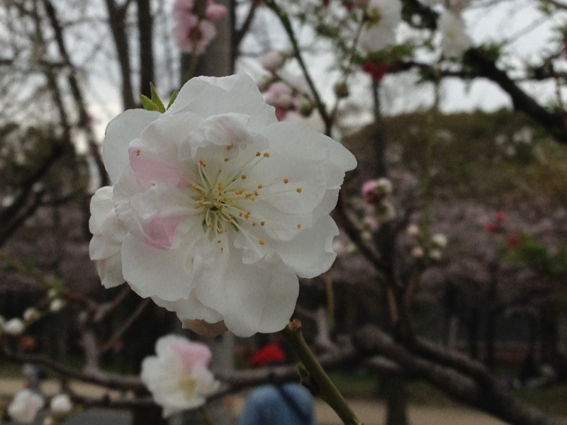 f:id:m3785com:20140329160939j:plain