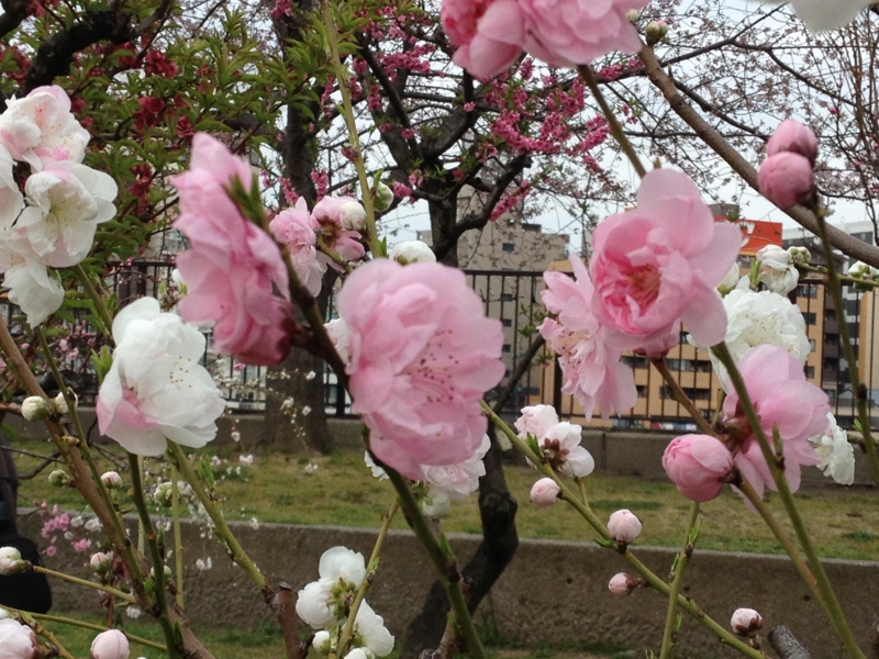 f:id:m3785com:20140329161022j:plain