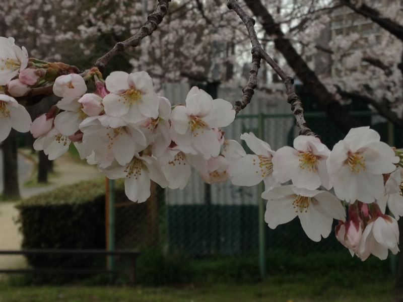 f:id:m3785com:20140329162628j:plain