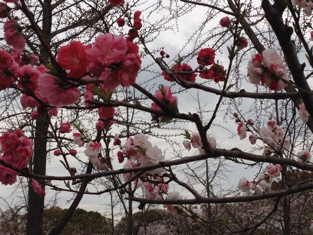 f:id:m3785com:20140329204440j:plain f:id:m3785com:20140329204440j:plain