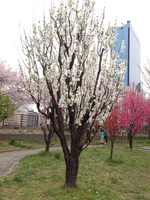 f:id:m3785com:20140405234518j:plain f:id:m3785com:20140405234518j:plain