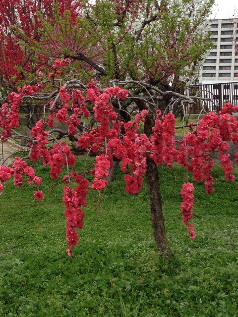 f:id:m3785com:20140405234945j:plain f:id:m3785com:20140405234945j:plain