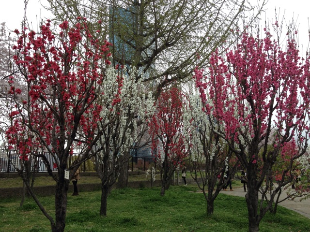f:id:m3785com:20140405235048j:plain f:id:m3785com:20140405235048j:plain