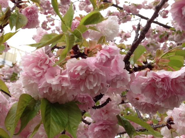 f:id:m3785com:20150411201511j:plain f:id:m3785com:20150411201511j:plain