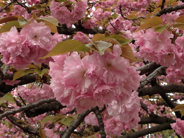 f:id:m3785com:20150411202217j:plain f:id:m3785com:20150411202217j:plain