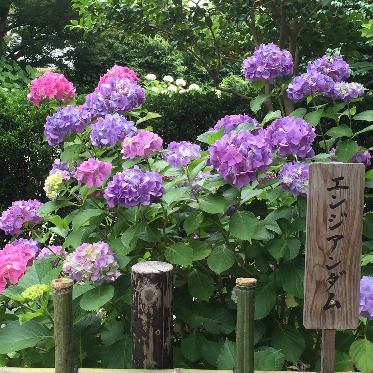 奈良県矢田寺アジサイ　2016年
