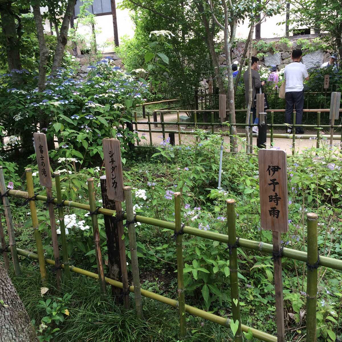 アジサイ　奈良県矢田寺