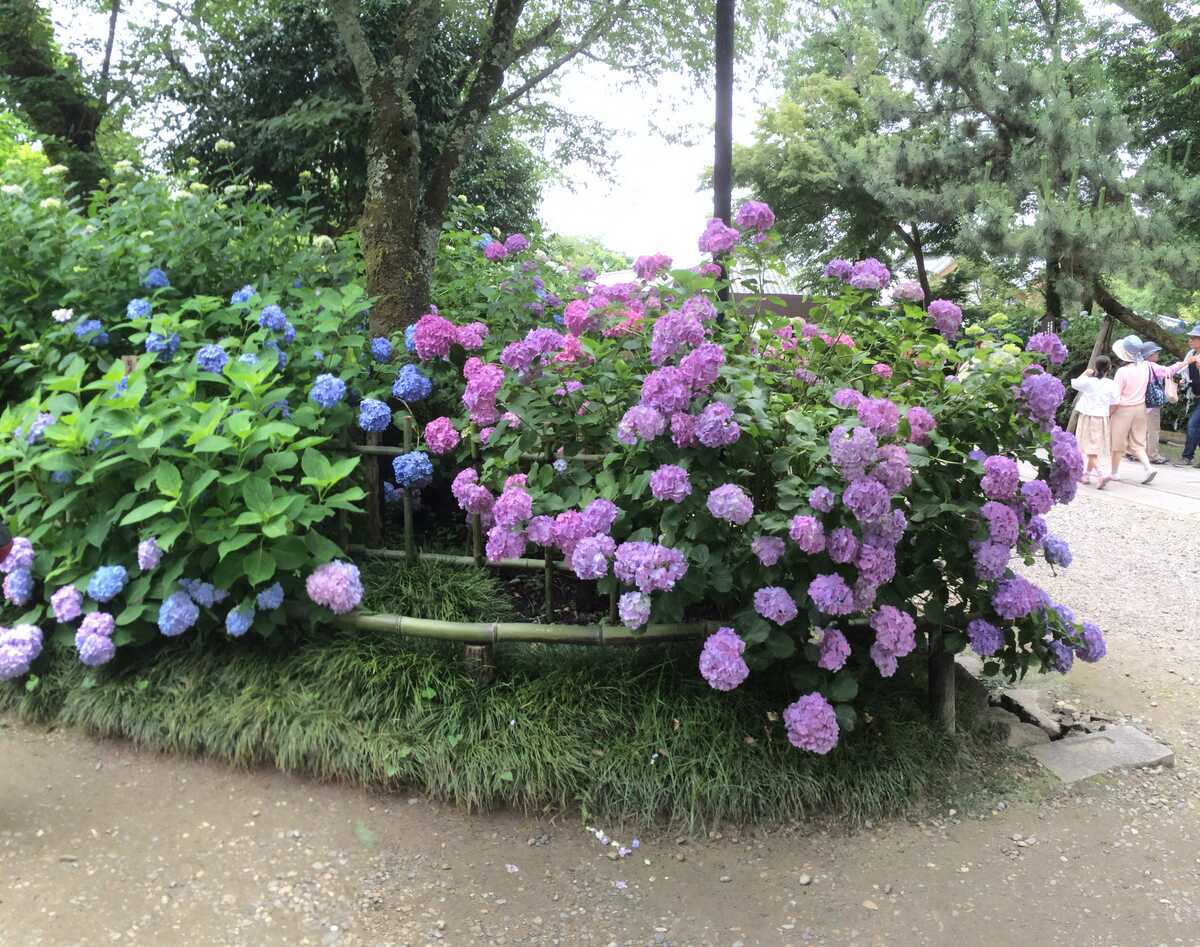 奈良県矢田寺アジサイ