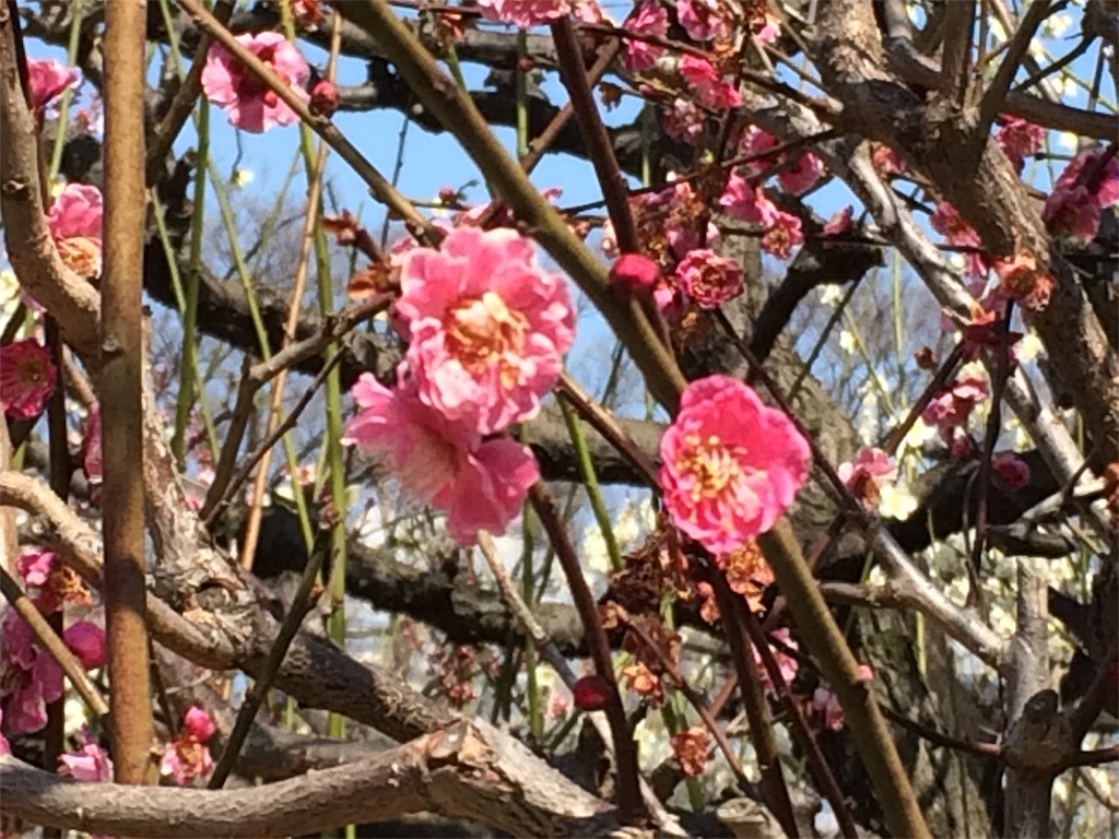 f:id:m3785com:20180304154946j:image