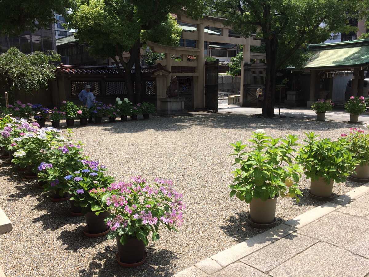 坐摩神社　アジサイ