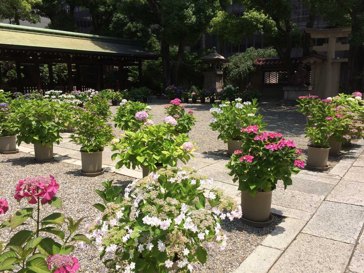 坐摩神社　アジサイ