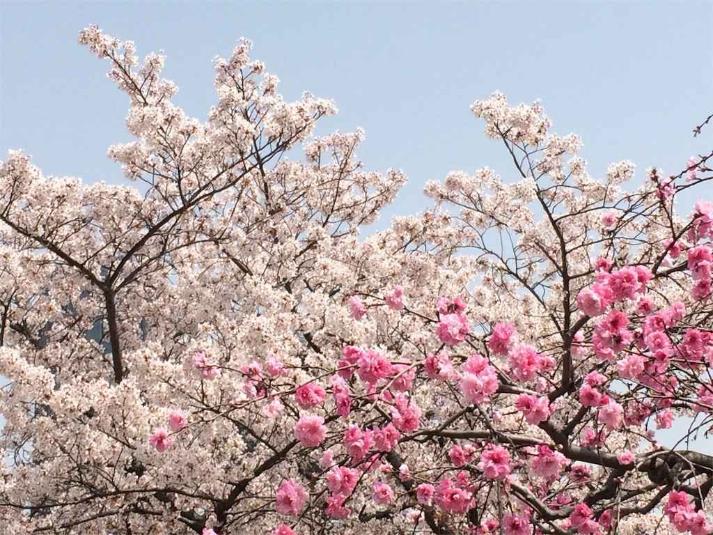 f:id:m3785com:20190131204655j:image f:id:m3785com:20190131204655j:image