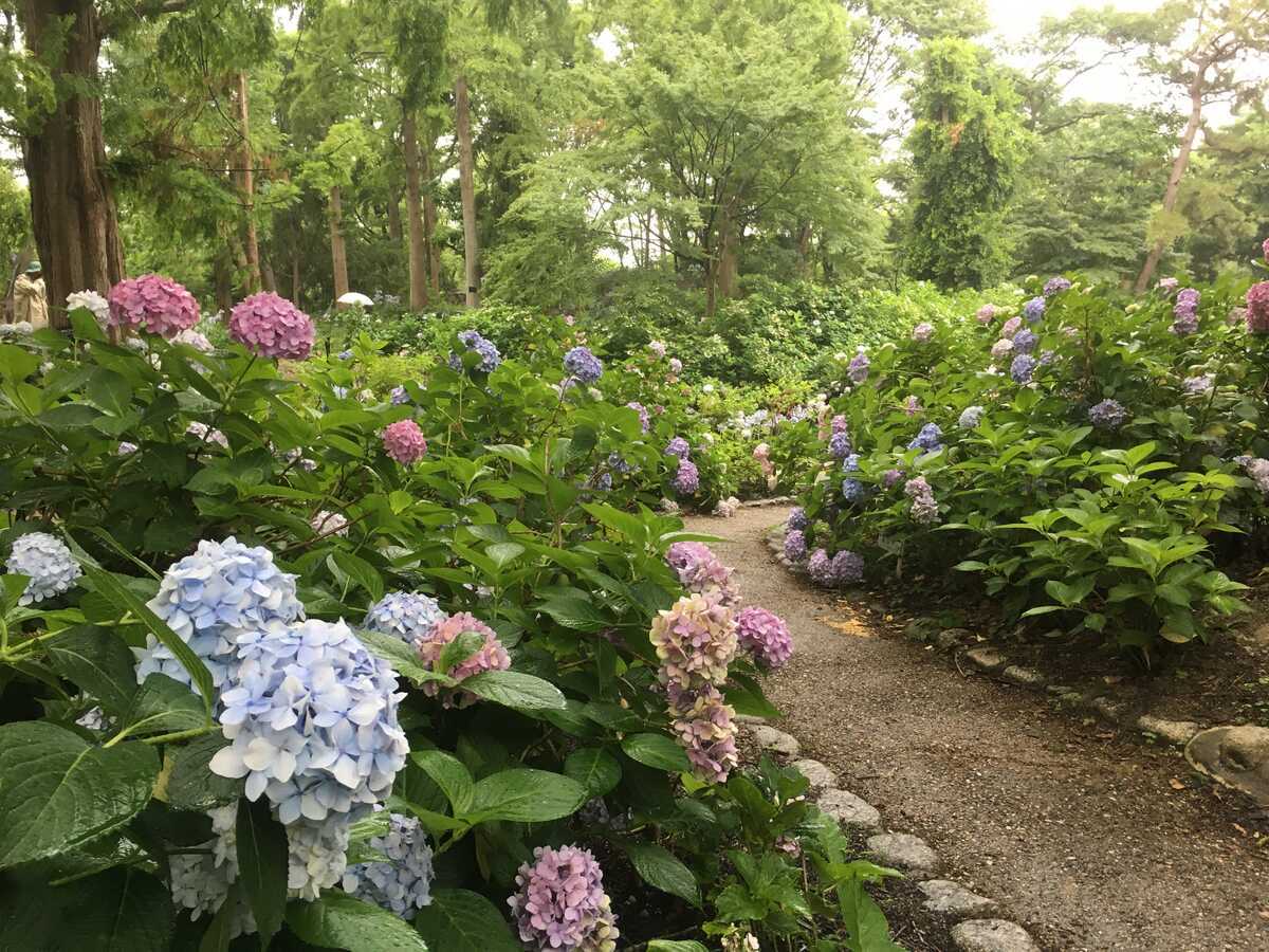 長居公園　アジサイ2019