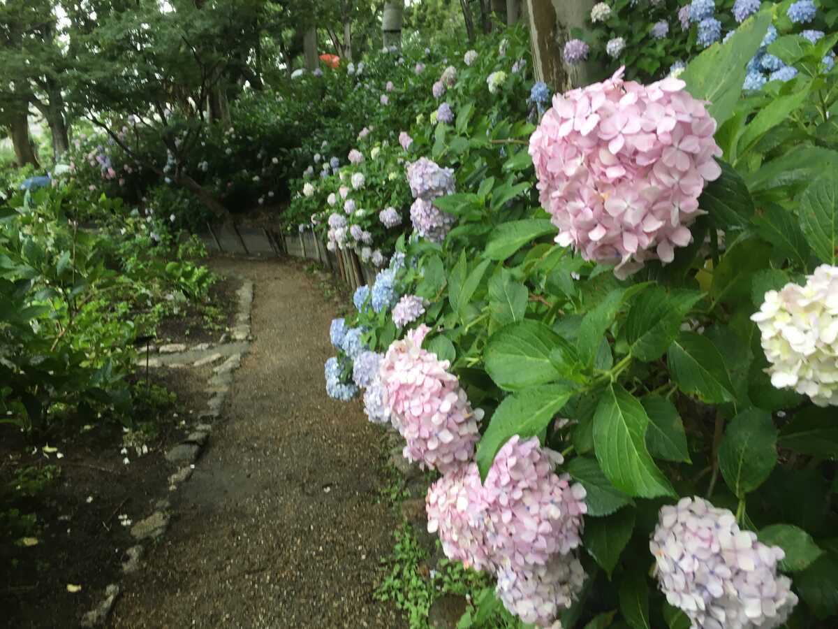 長居公園　アジサイ2019