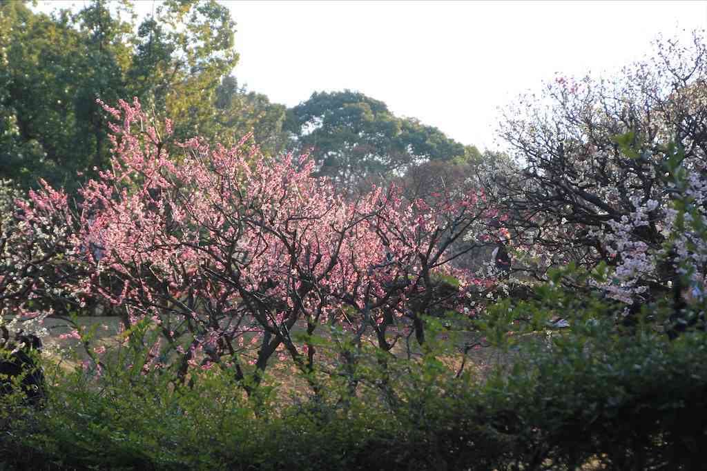 f:id:m3785com:20210221222506j:image f:id:m3785com:20210221222506j:image