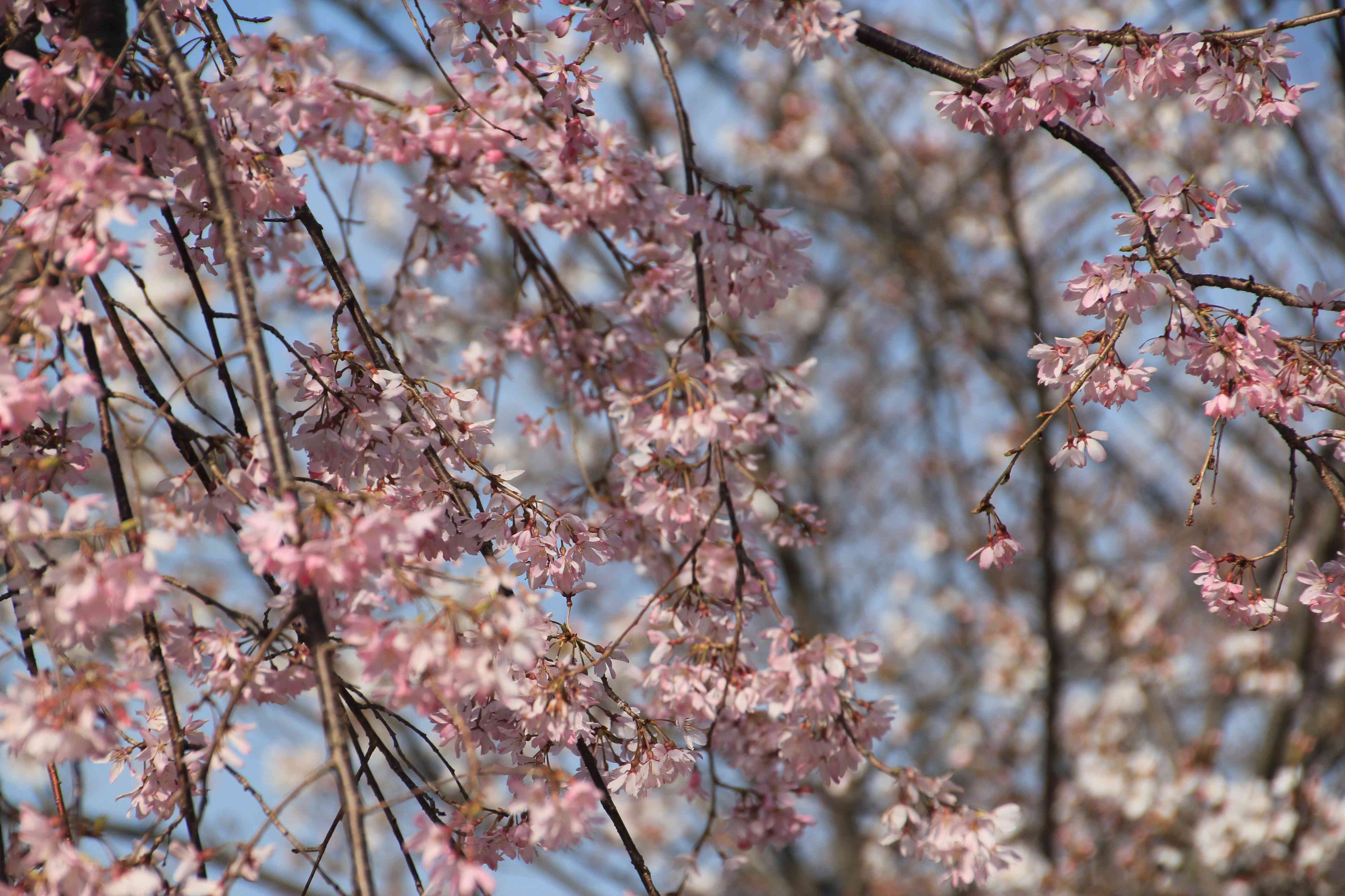 哲学の道 見頃の桜 京都の桜21 散歩と写真 京都 大阪