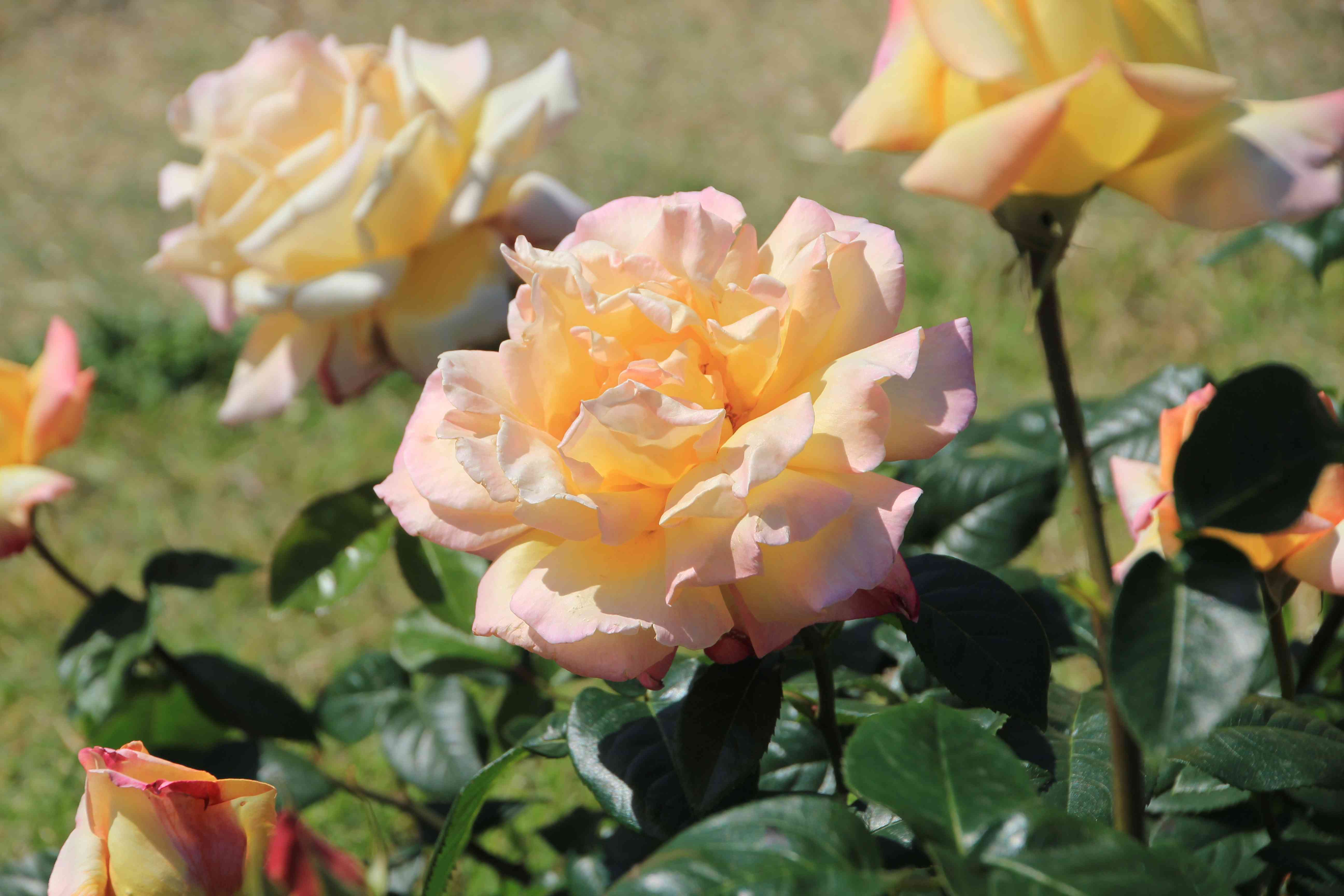 f:id:m3785com:20210503180552j:image
