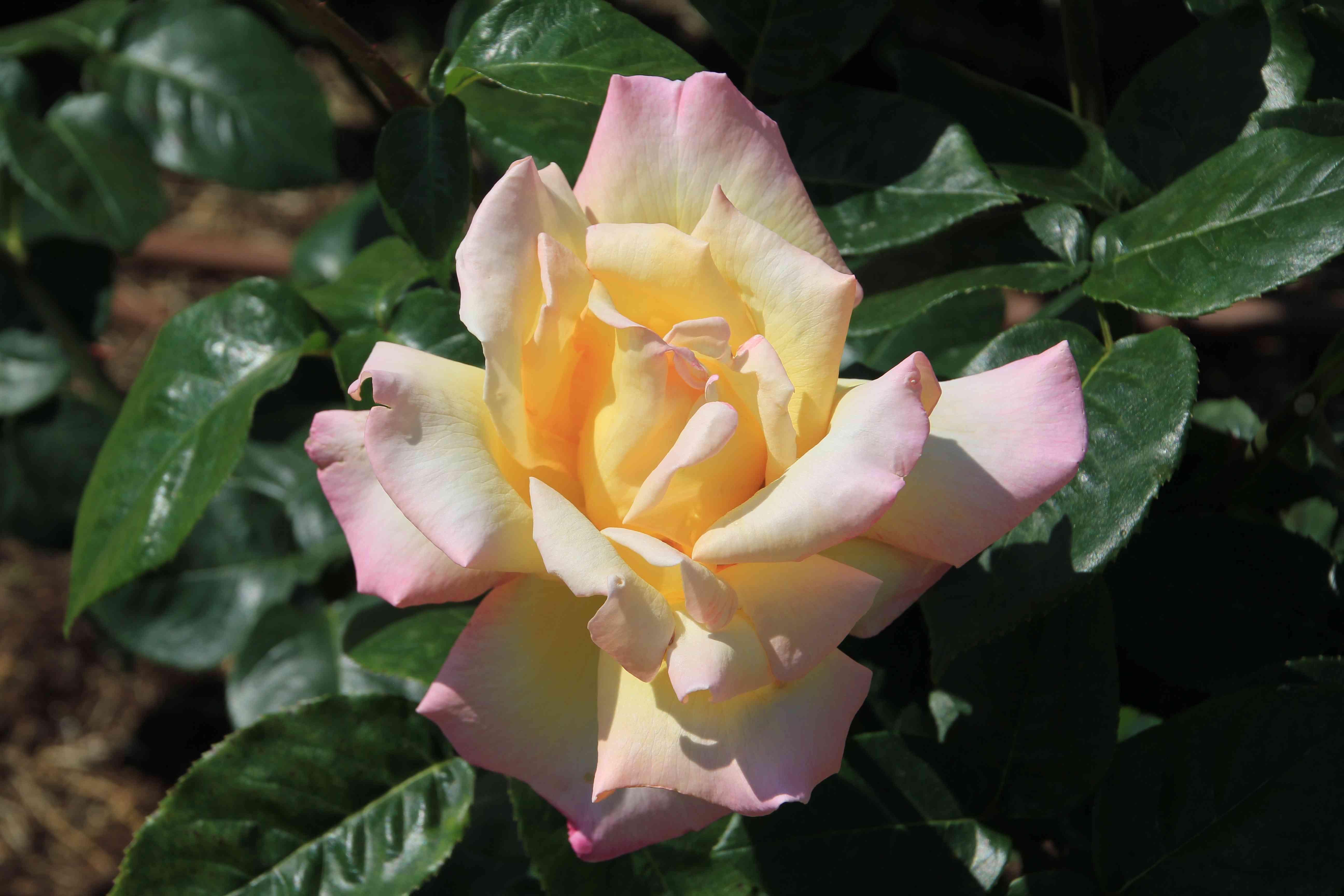 f:id:m3785com:20210503180653j:image
