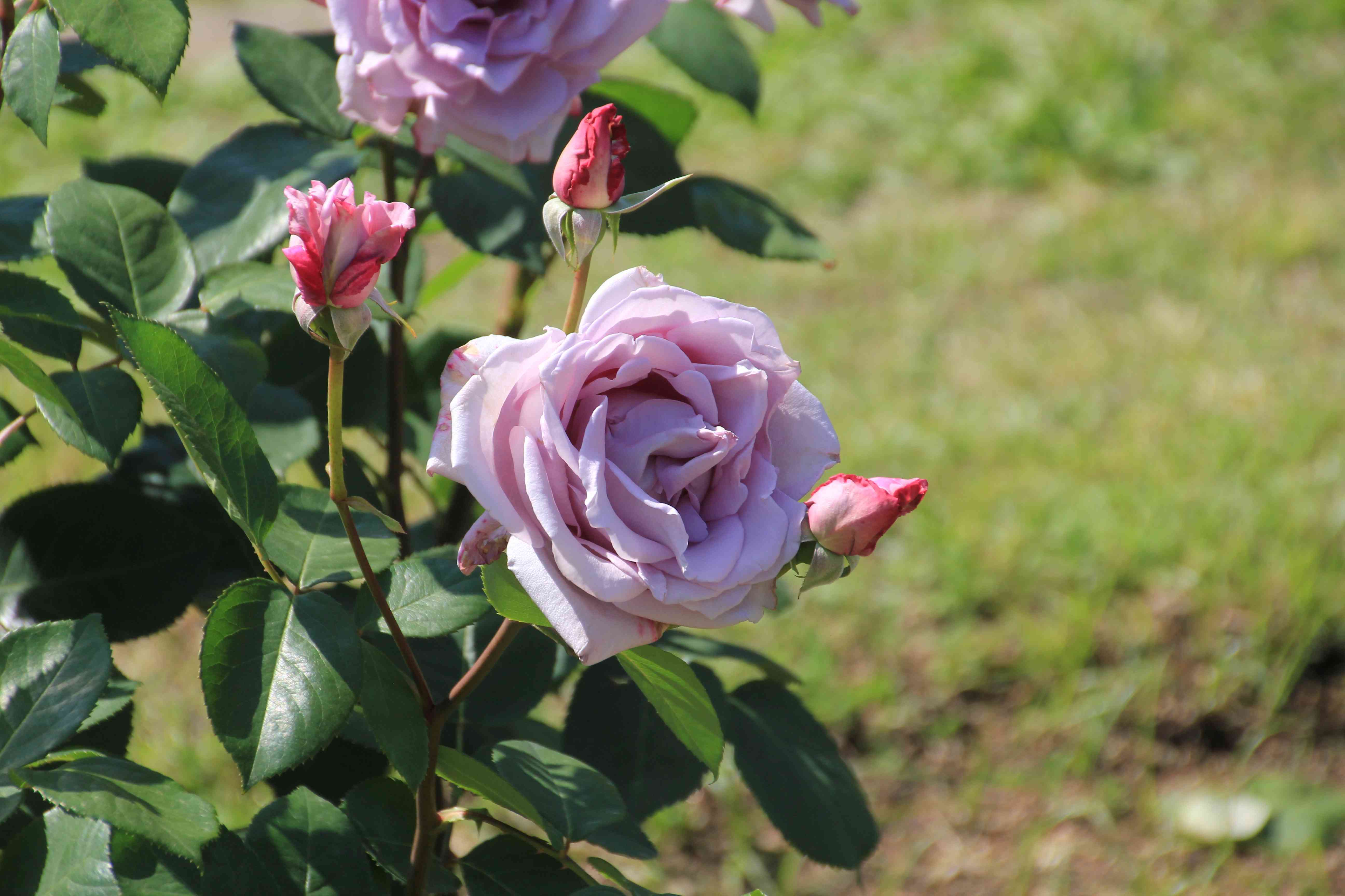 f:id:m3785com:20210503180720j:image