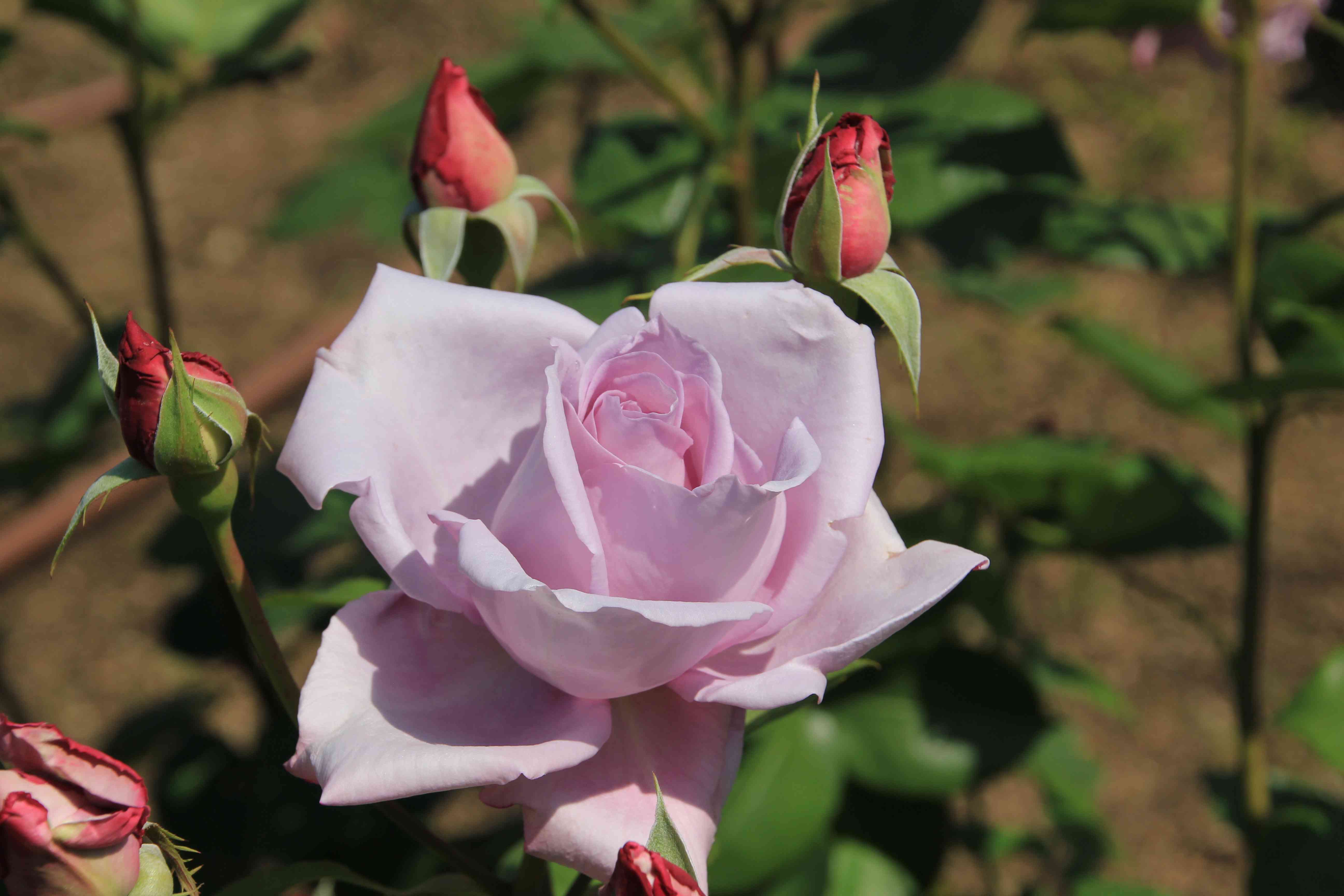 f:id:m3785com:20210503180749j:image