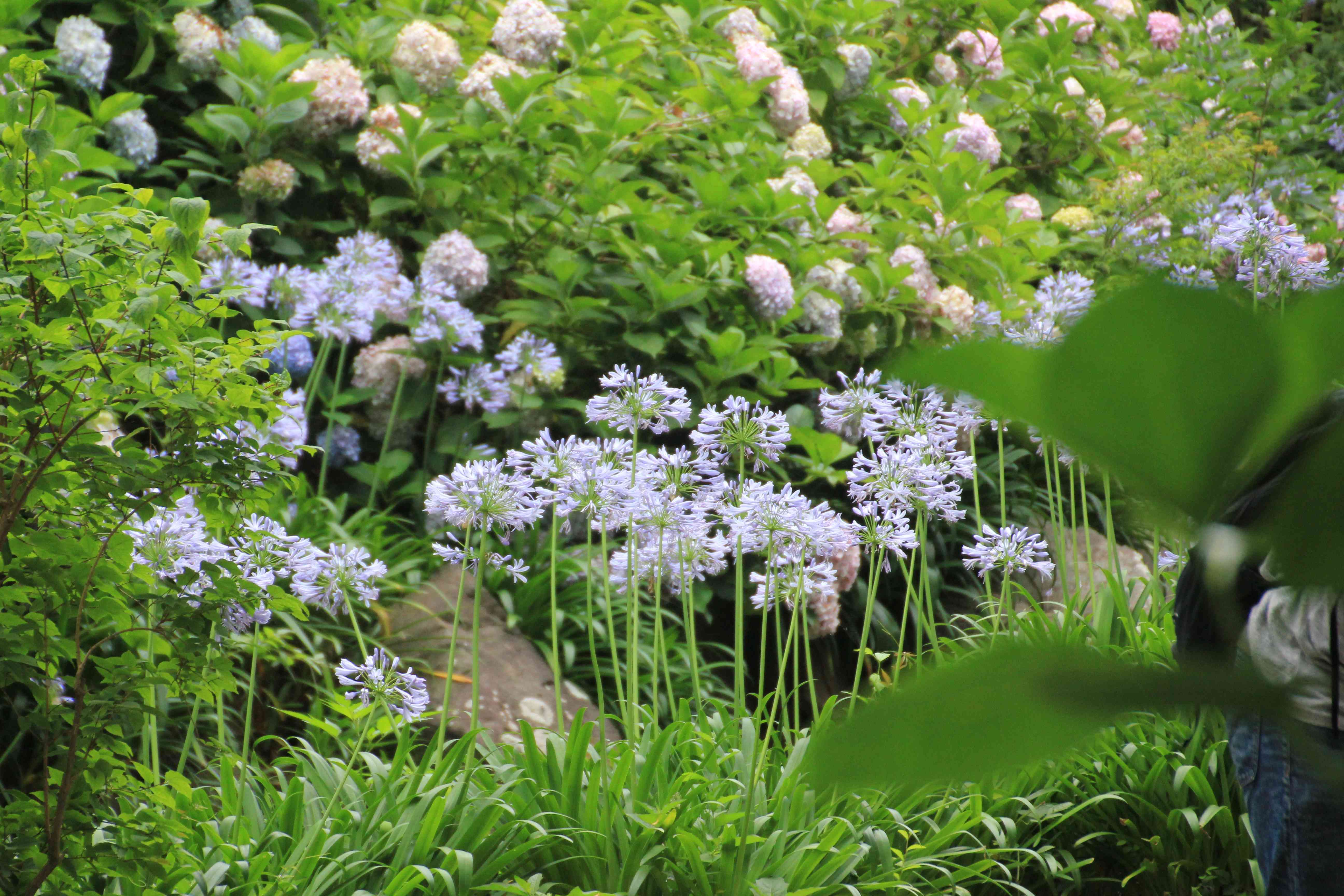 長居公園植物園のアジサイ