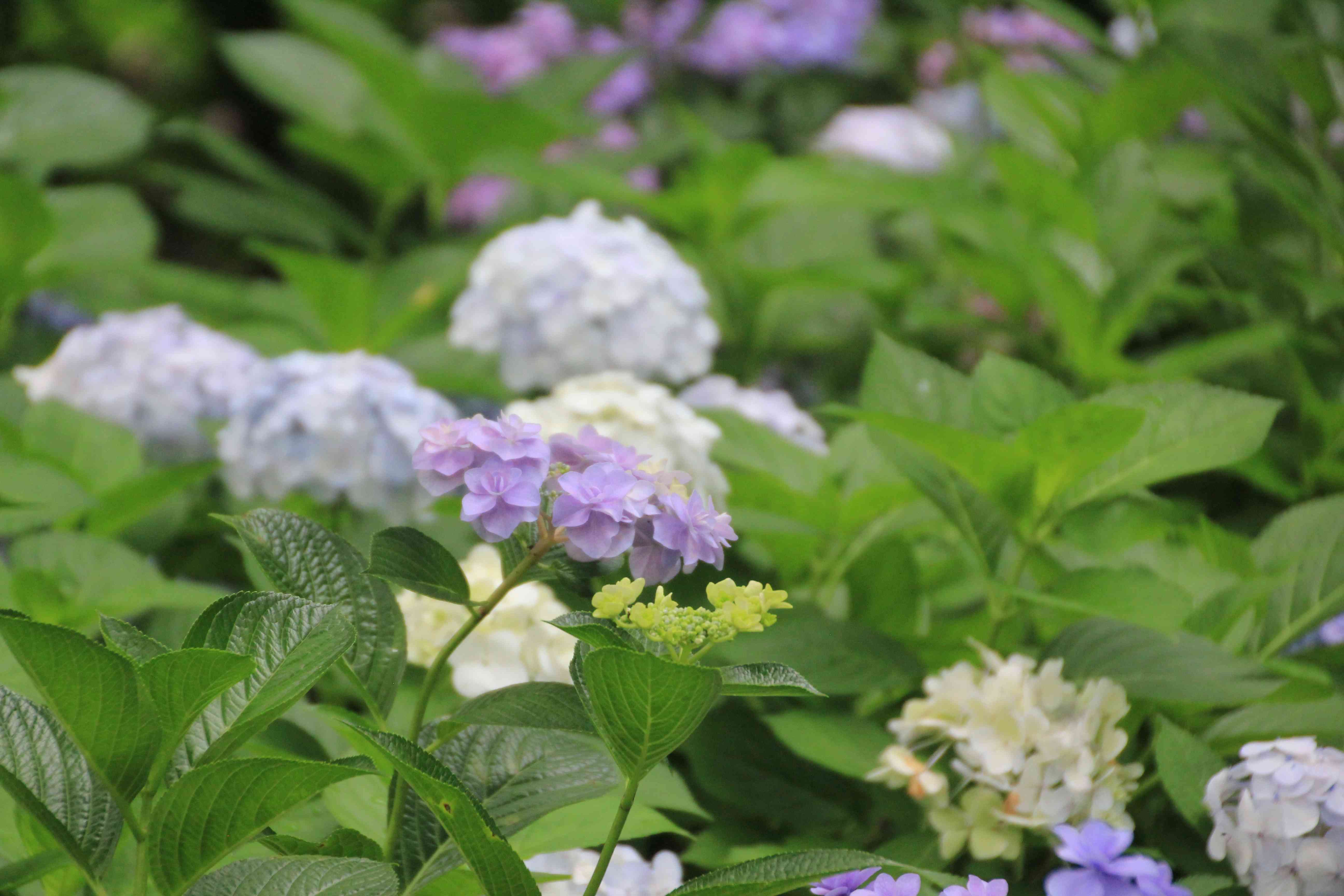 長居公園植物園のアジサイ