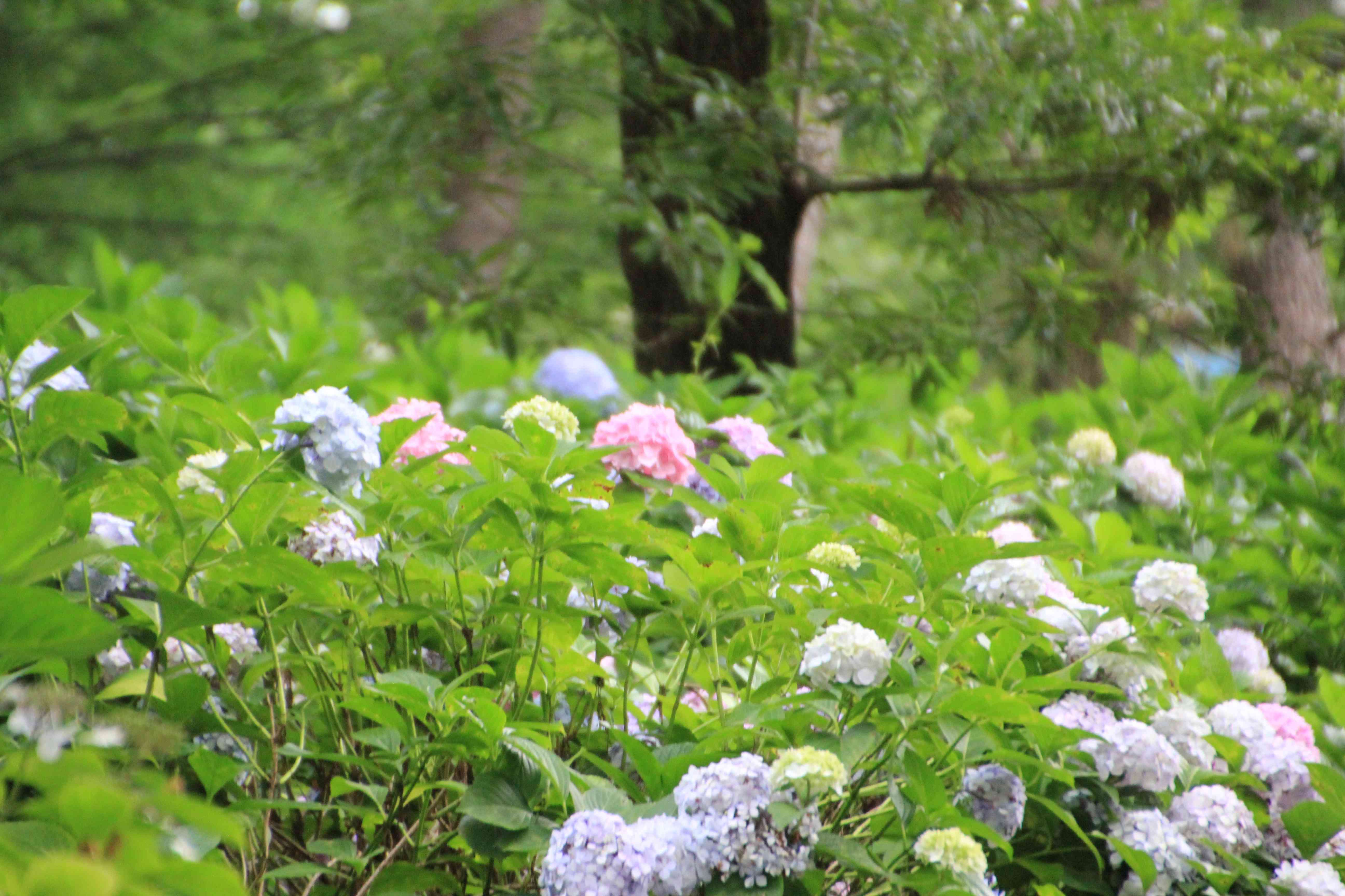 長居公園植物園のアジサイ