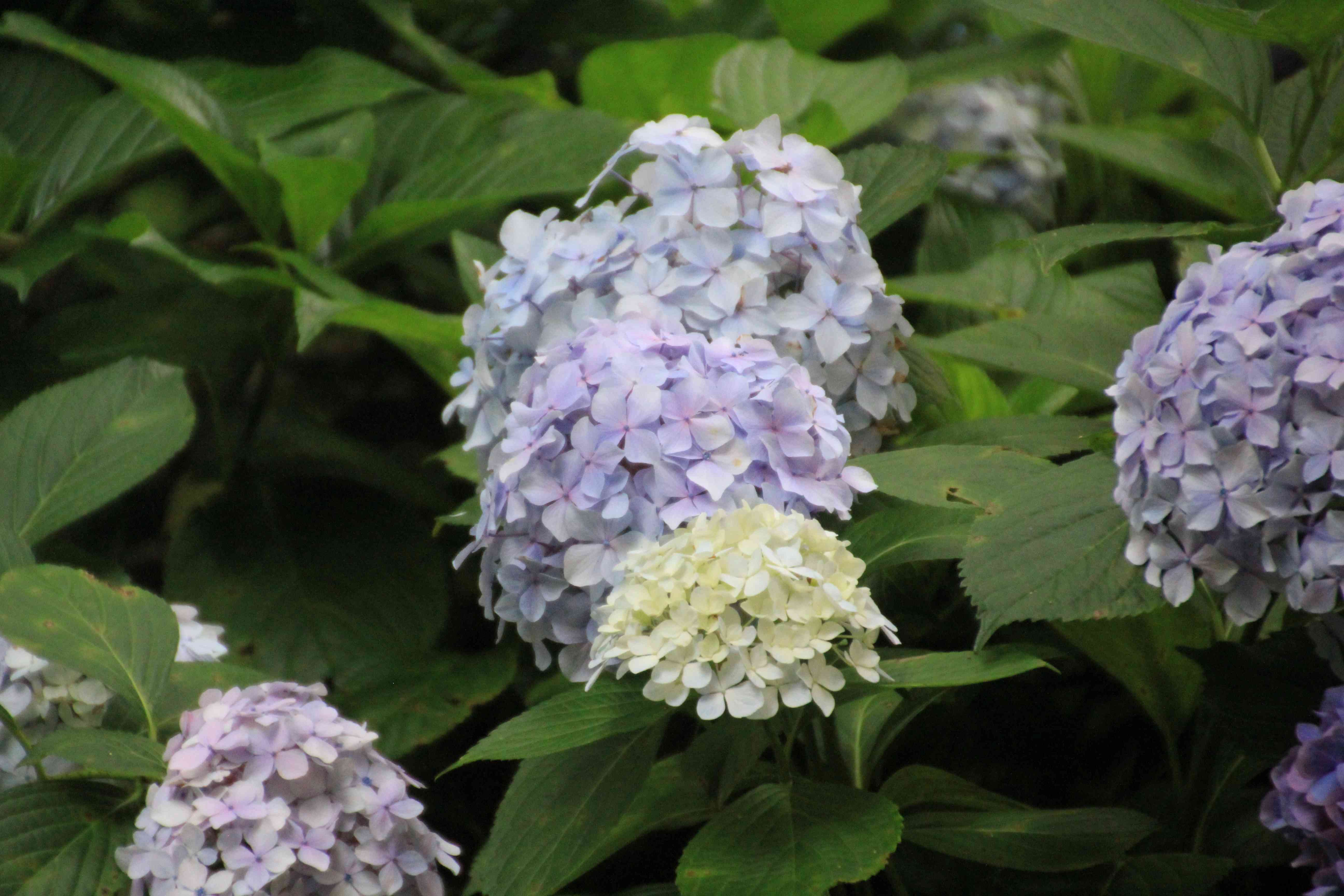 長居公園植物園のアジサイ