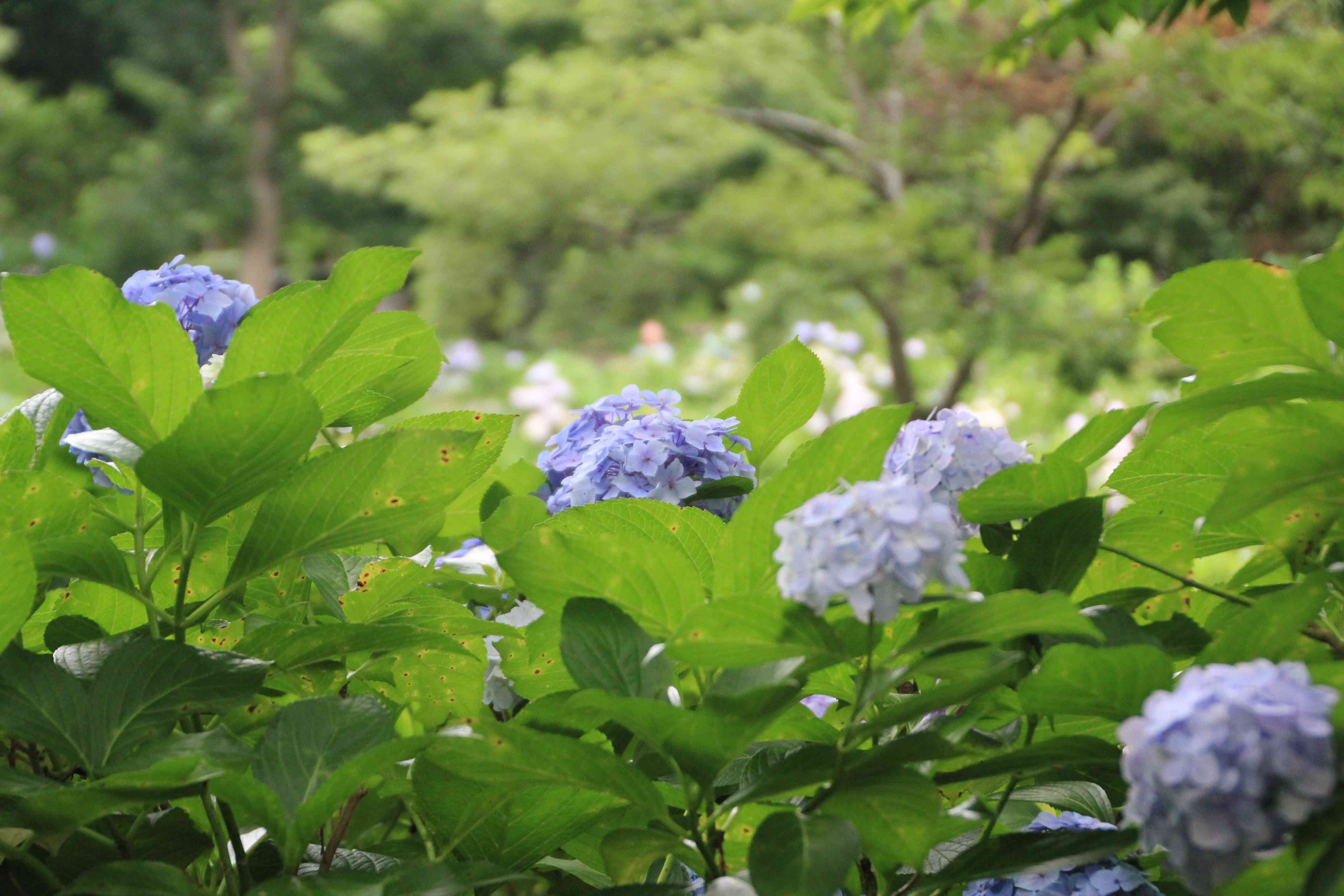 長居公園植物園のアジサイ