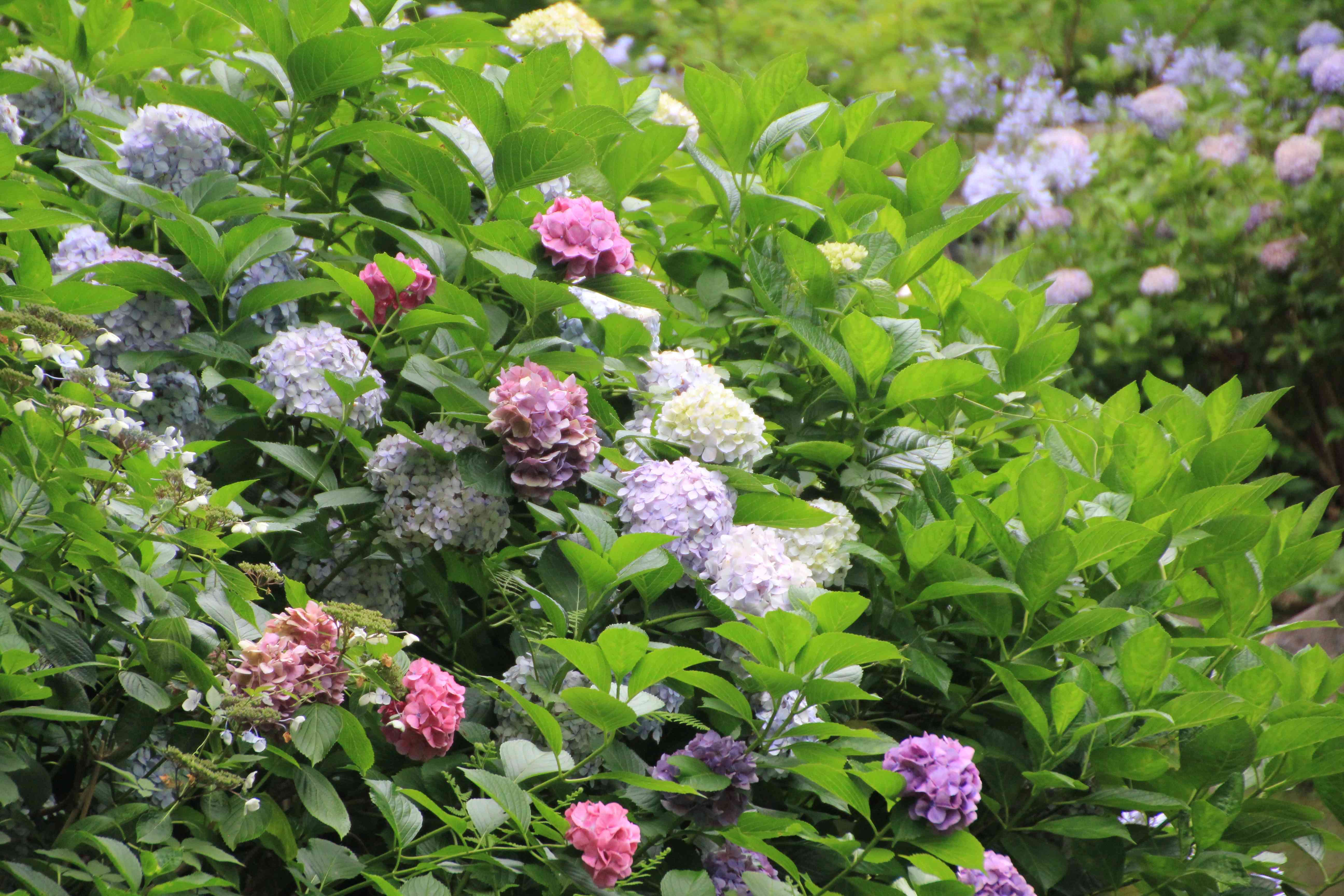 長居公園植物園のアジサイ