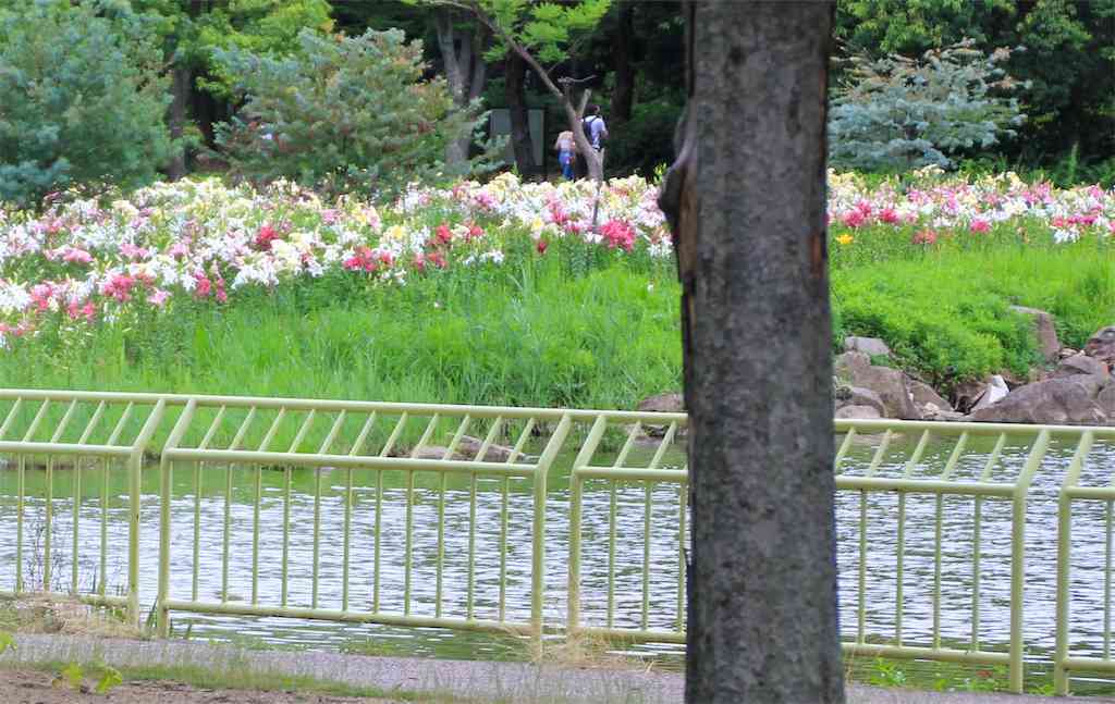 植物園の池の中にある島にゆりの花が群生