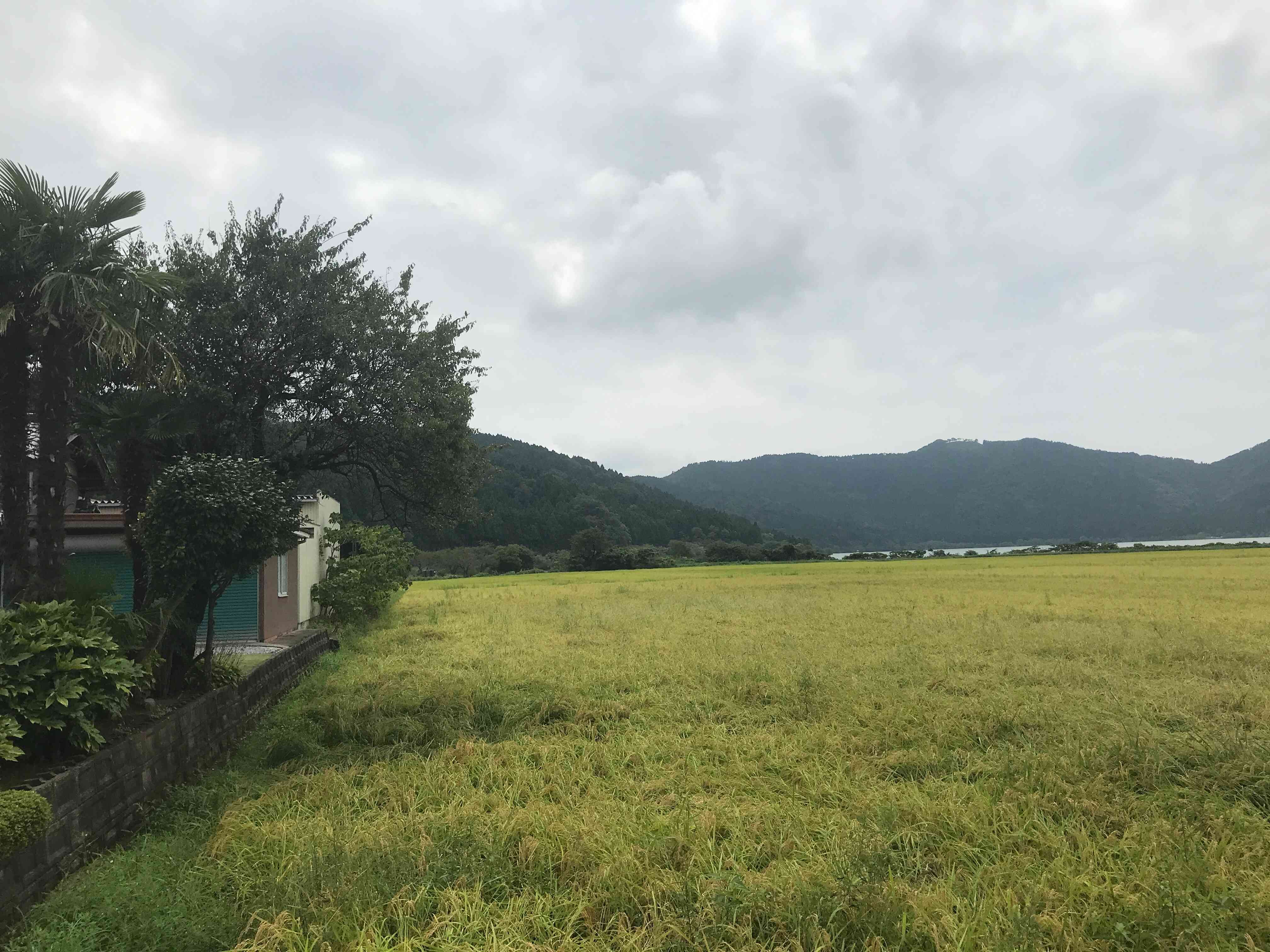 余呉湖と色づいた田の風景