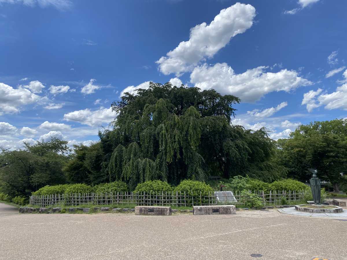 円山公園しだれ桜