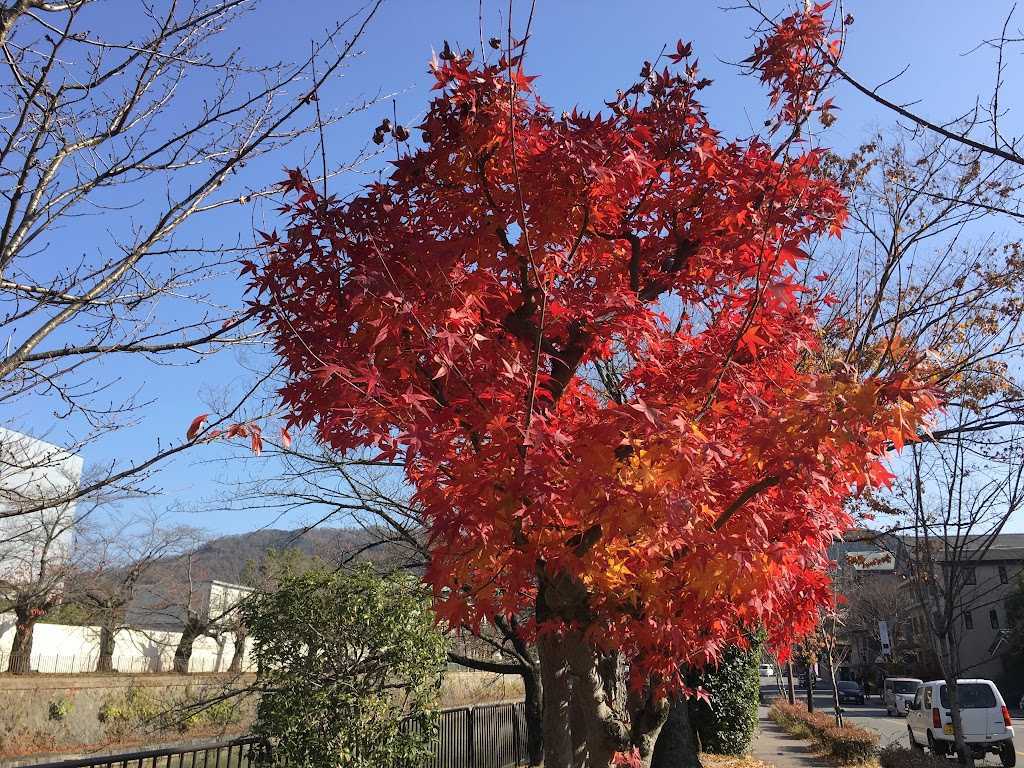 もみじ仁王門通り平安神宮