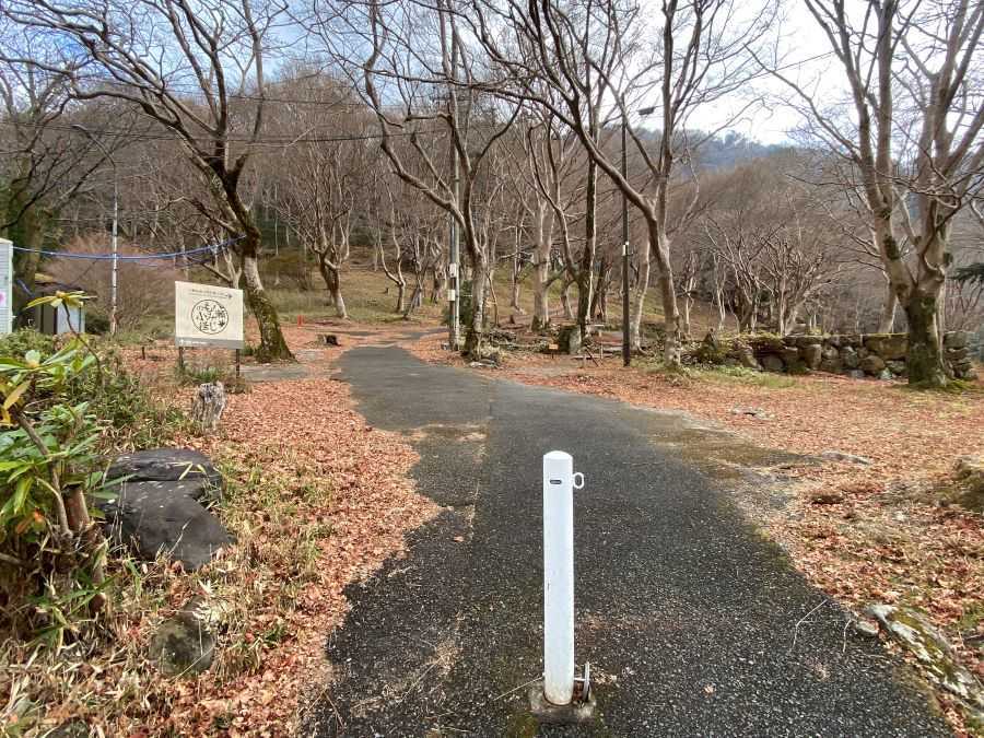 八瀬もみじの小径　枯れモミジ