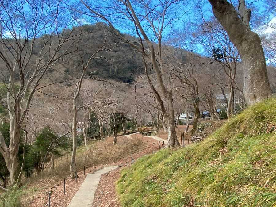 八瀬もみじの小径　枯れモミジ