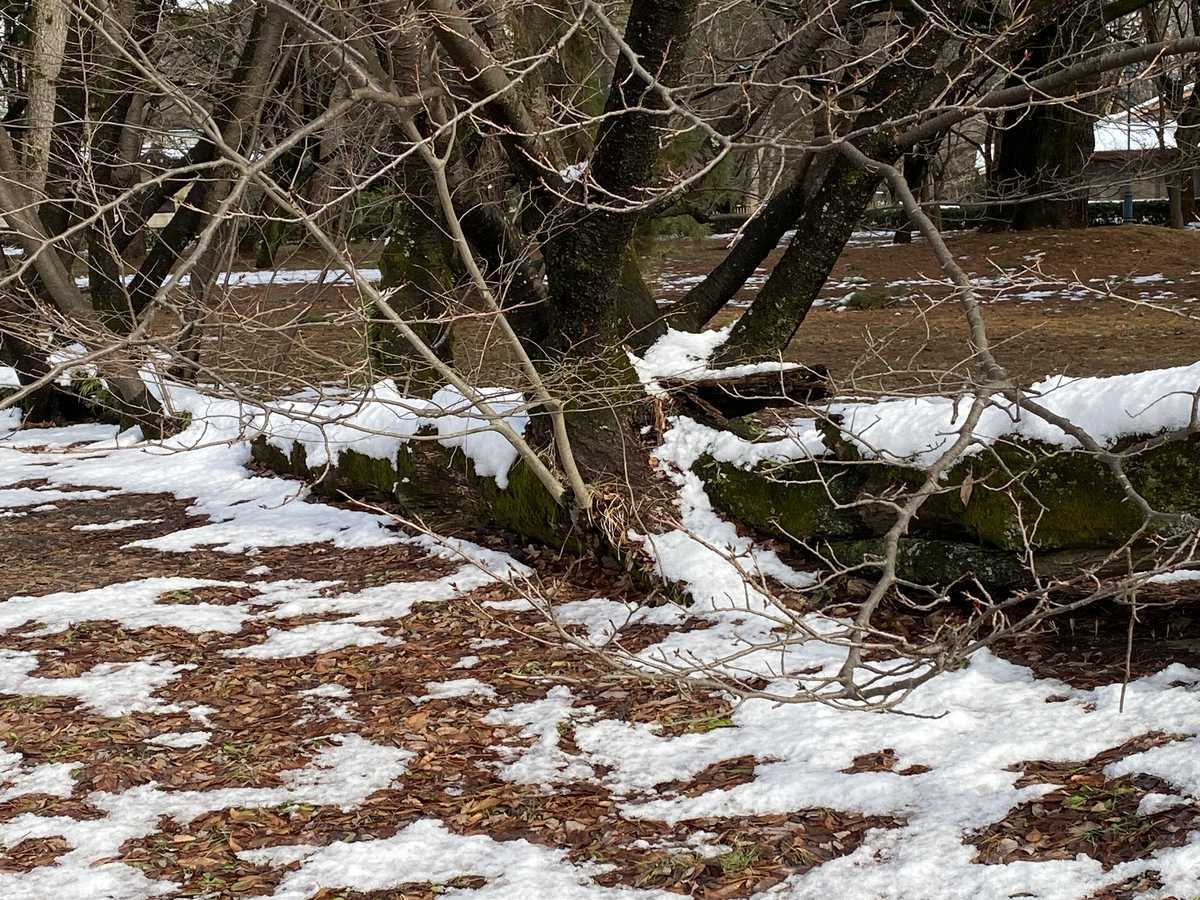 松に生えた桜　京都御苑