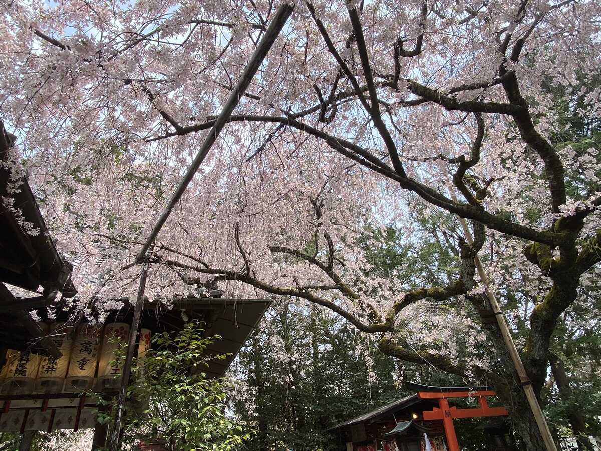 水火天満宮　櫻花祭
