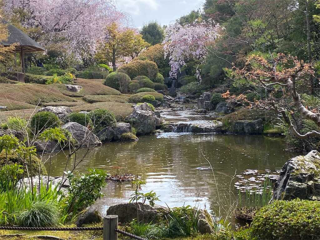 退蔵院 余香苑(よこうえん) 見事な「しだれ桜」・瓢鮎図(ひょう