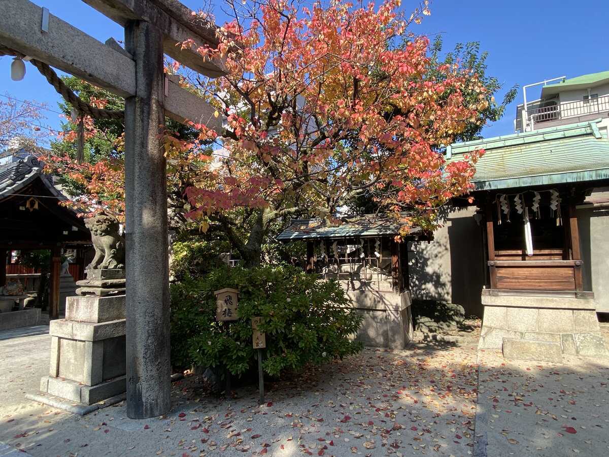 飛梅　菅大臣神社　洛陽天満宮二十五社巡拝　第一番