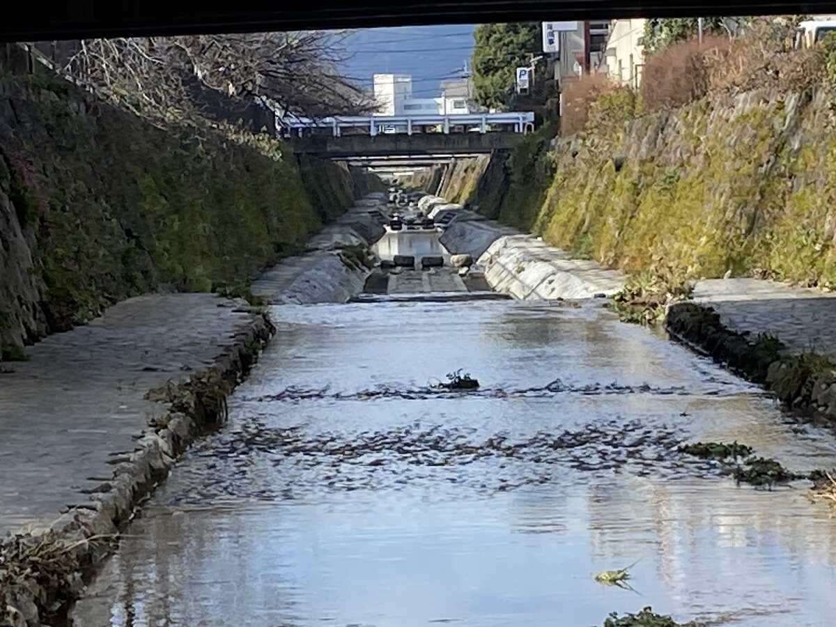 天神川（京都市）飛び石に乗って下流の方