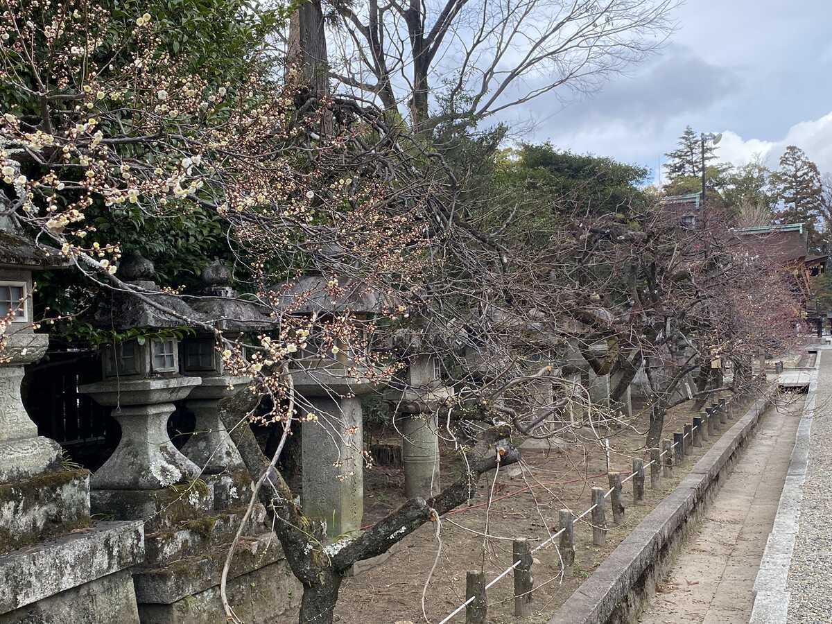 京都・北野天満宮　梅先始め　2024